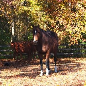 ISO ENGLISH APPAREL AND TACK